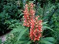 Tai Empress Ginger / Hedychium 